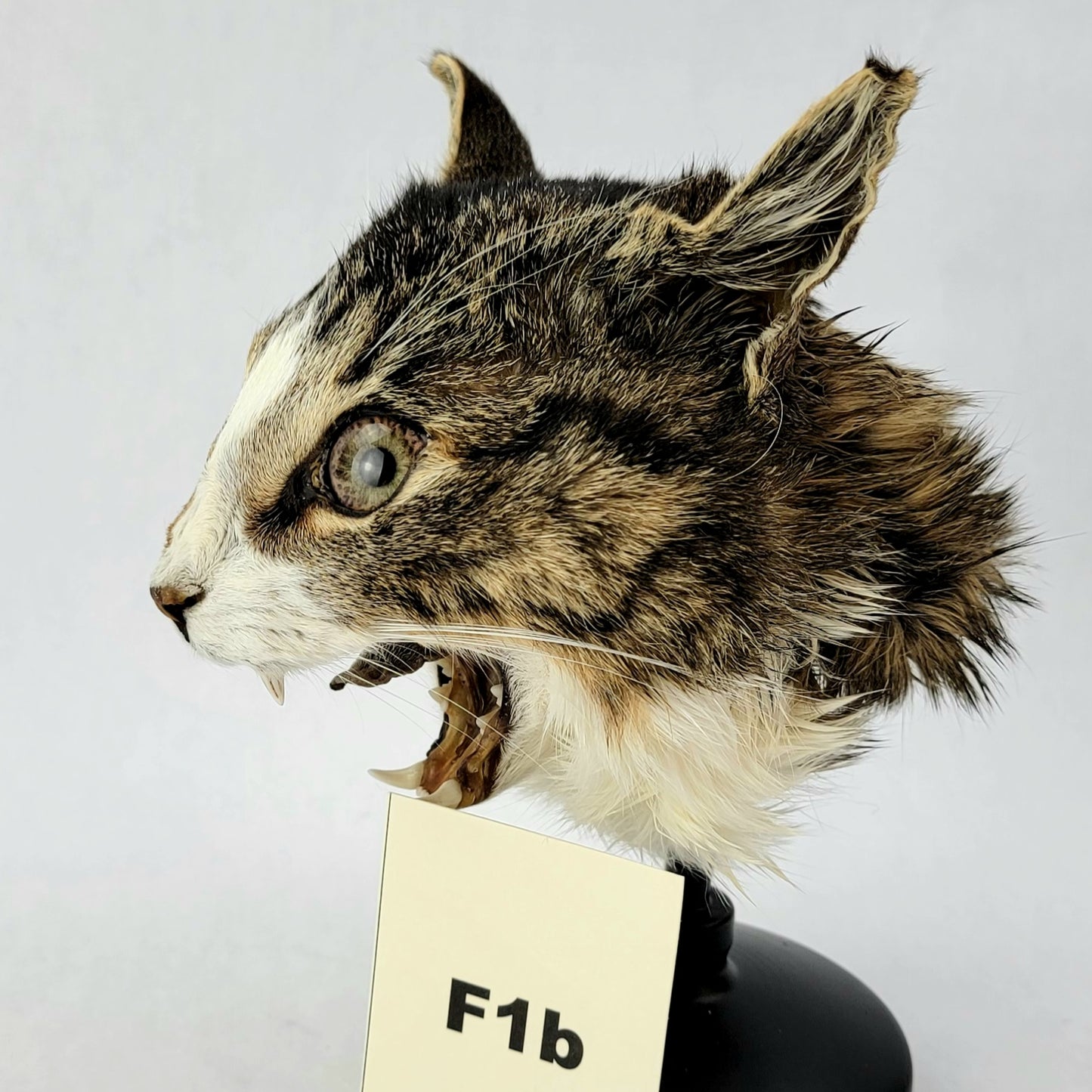 F1b Custom Anthropomorphic Cat Doll Deposit