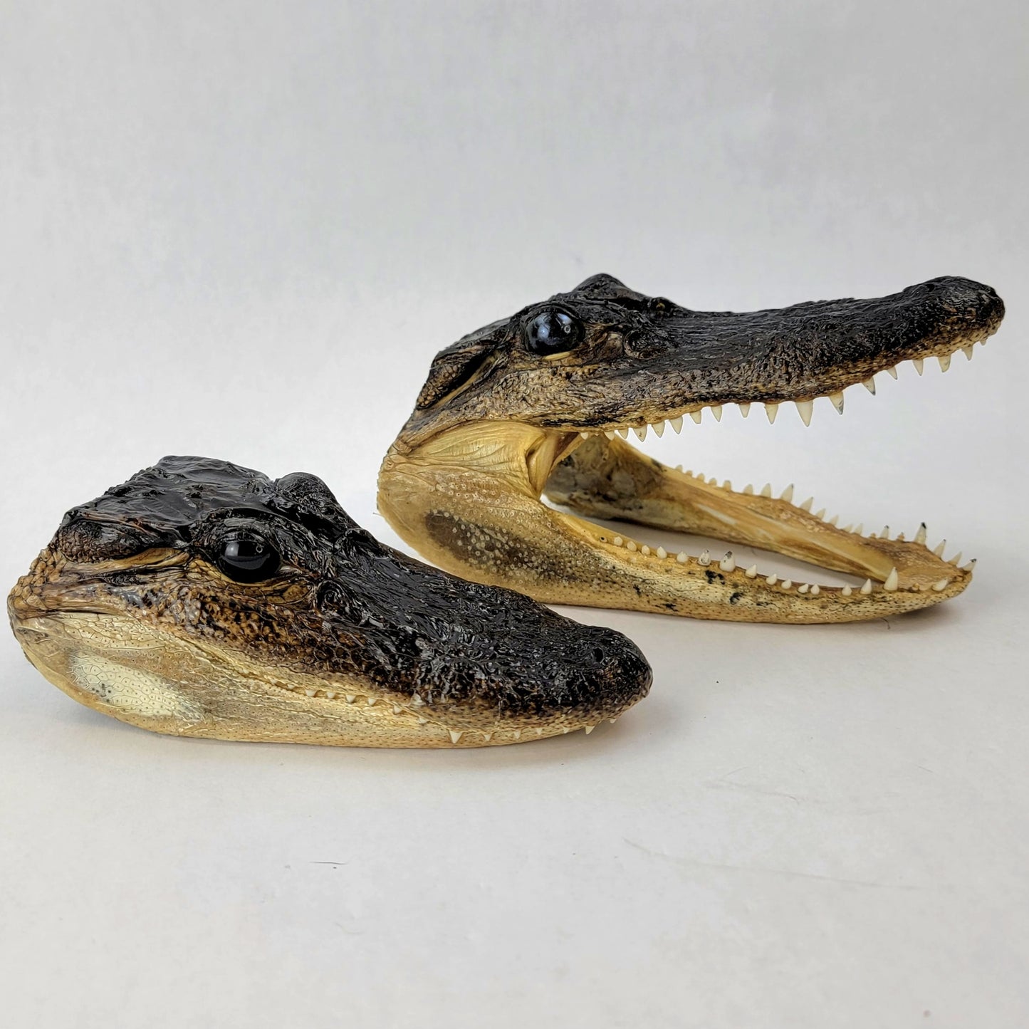 Custom Anthropomorphic Alligator Doll Deposit