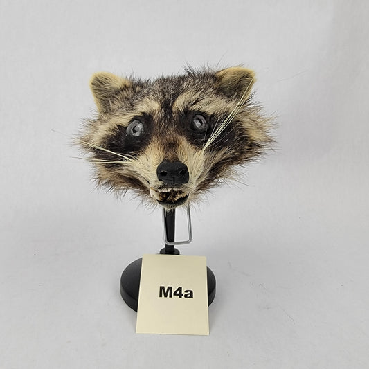 M4a Anthropomorphic Raccoon Doll Deposit