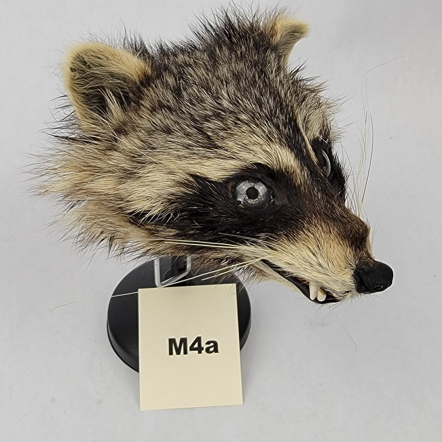 M4a Anthropomorphic Raccoon Doll Deposit