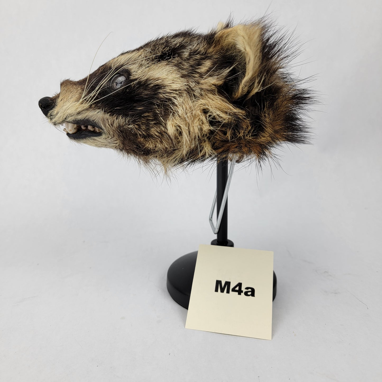 M4a Anthropomorphic Raccoon Doll Deposit