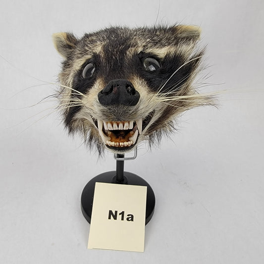 N1a Anthropomorphic Raccoon Doll Deposit