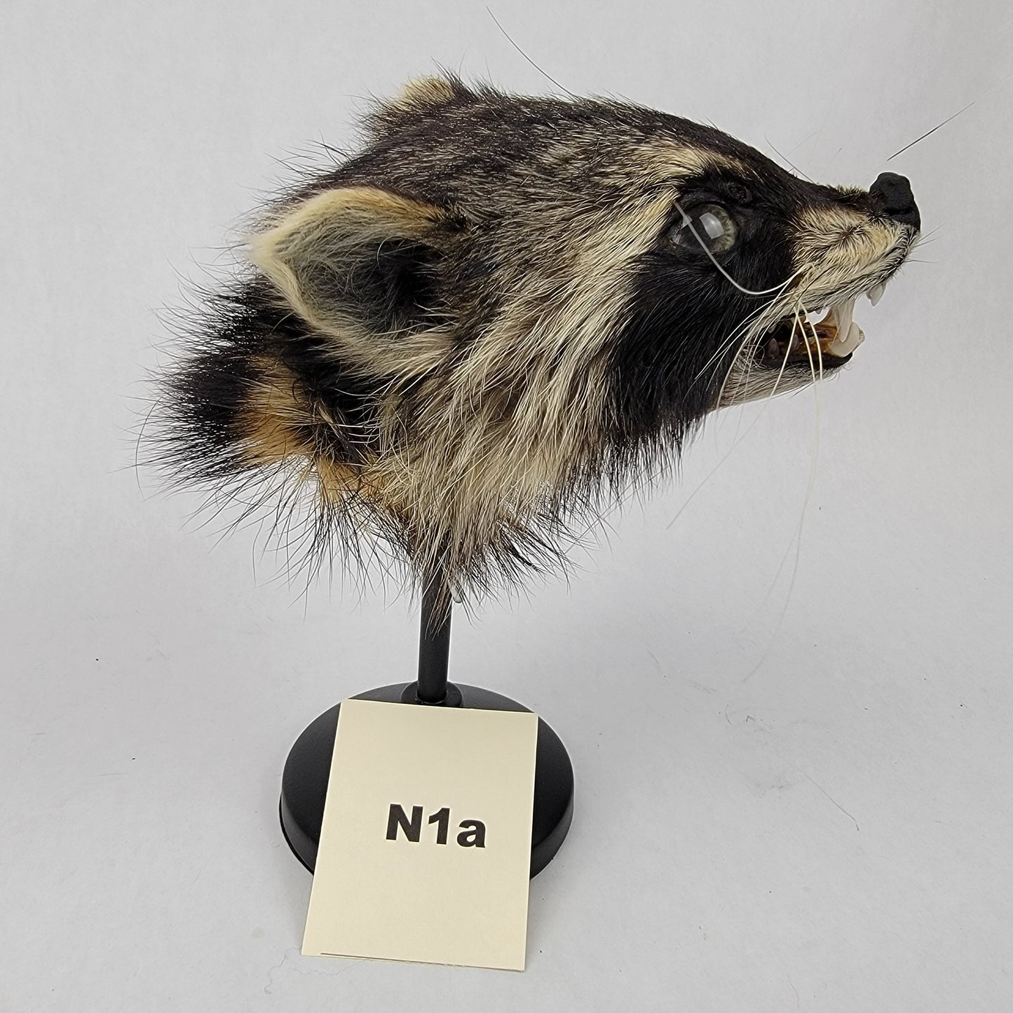 N1a Anthropomorphic Raccoon Doll Deposit