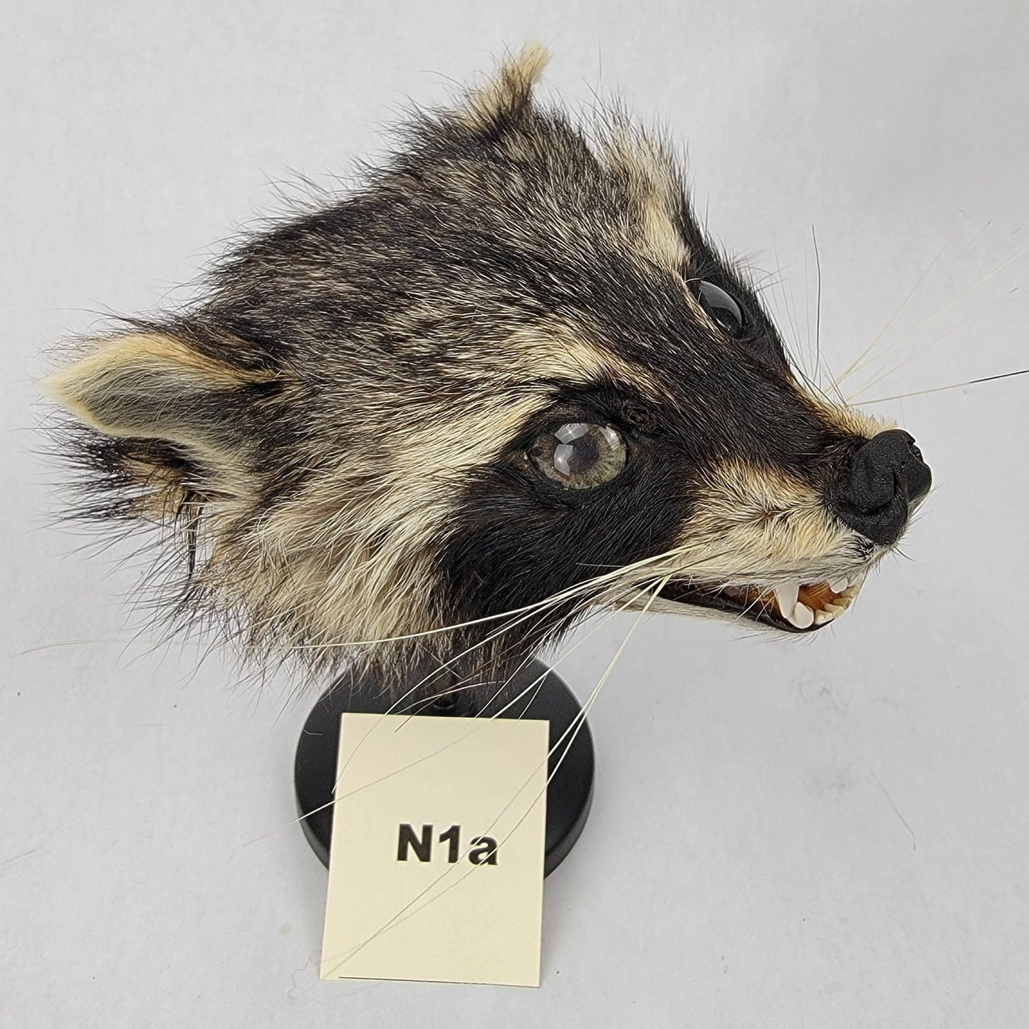 N1a Anthropomorphic Raccoon Doll Deposit