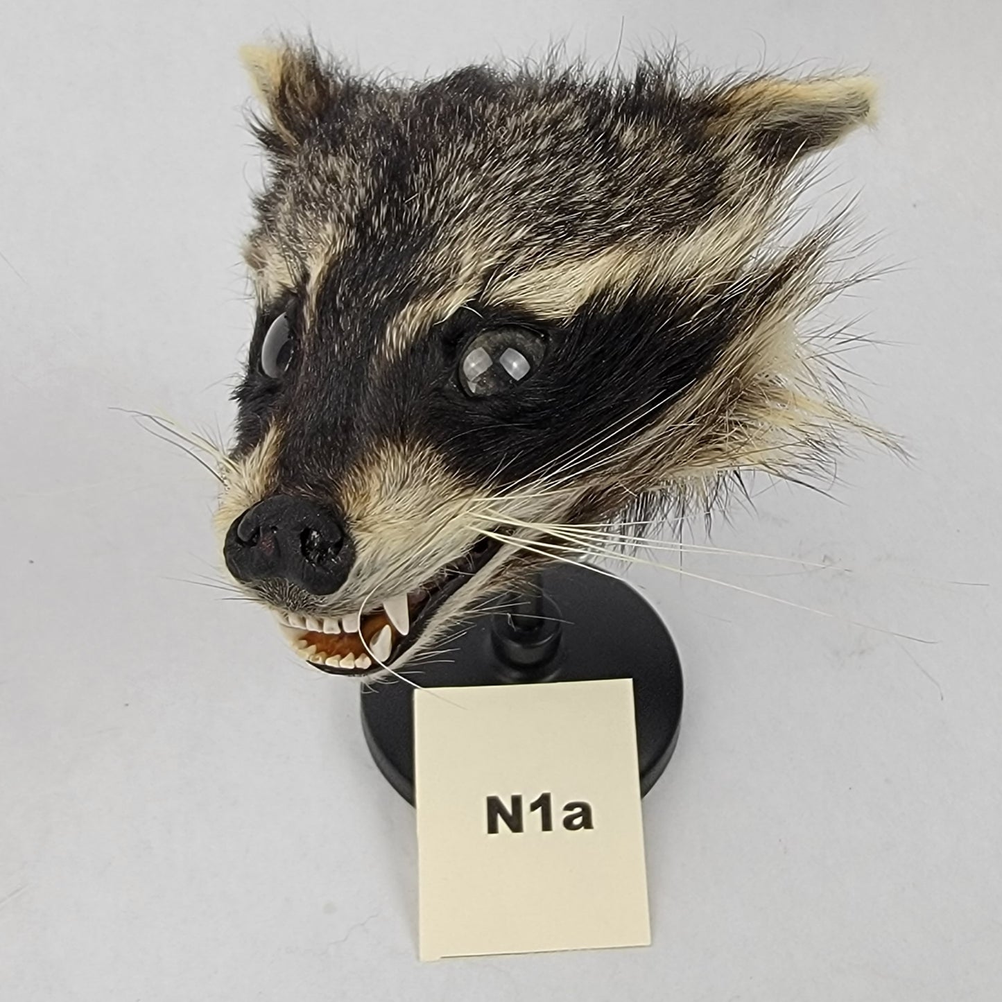 N1a Anthropomorphic Raccoon Doll Deposit