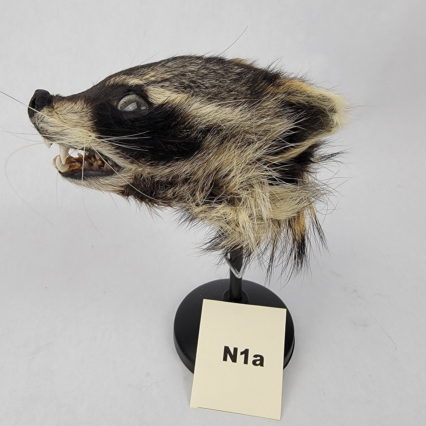 N1a Anthropomorphic Raccoon Doll Deposit
