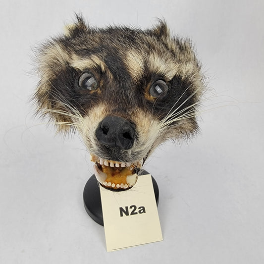 N2a Anthropomorphic Raccoon Doll Deposit