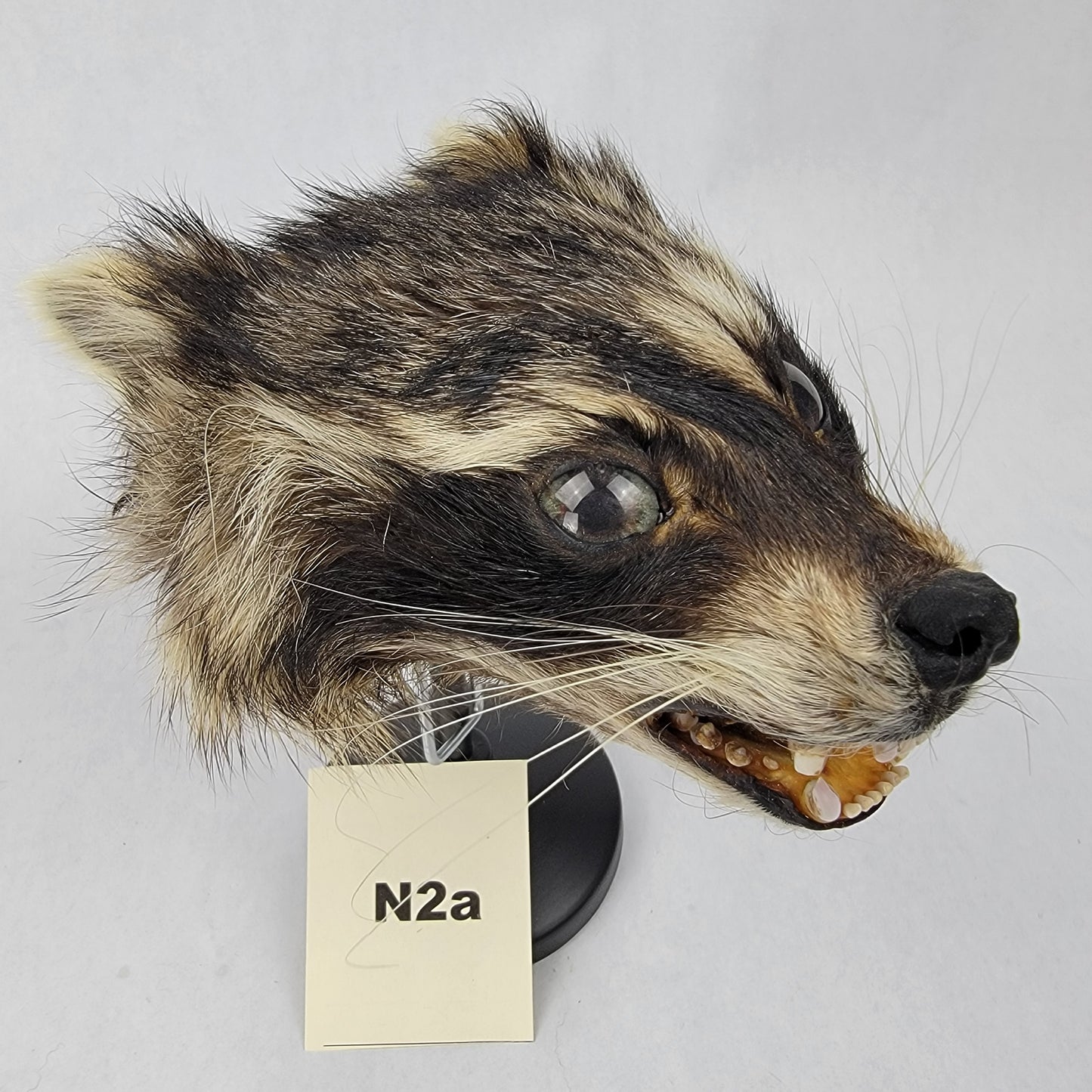 N2a Anthropomorphic Raccoon Doll Deposit