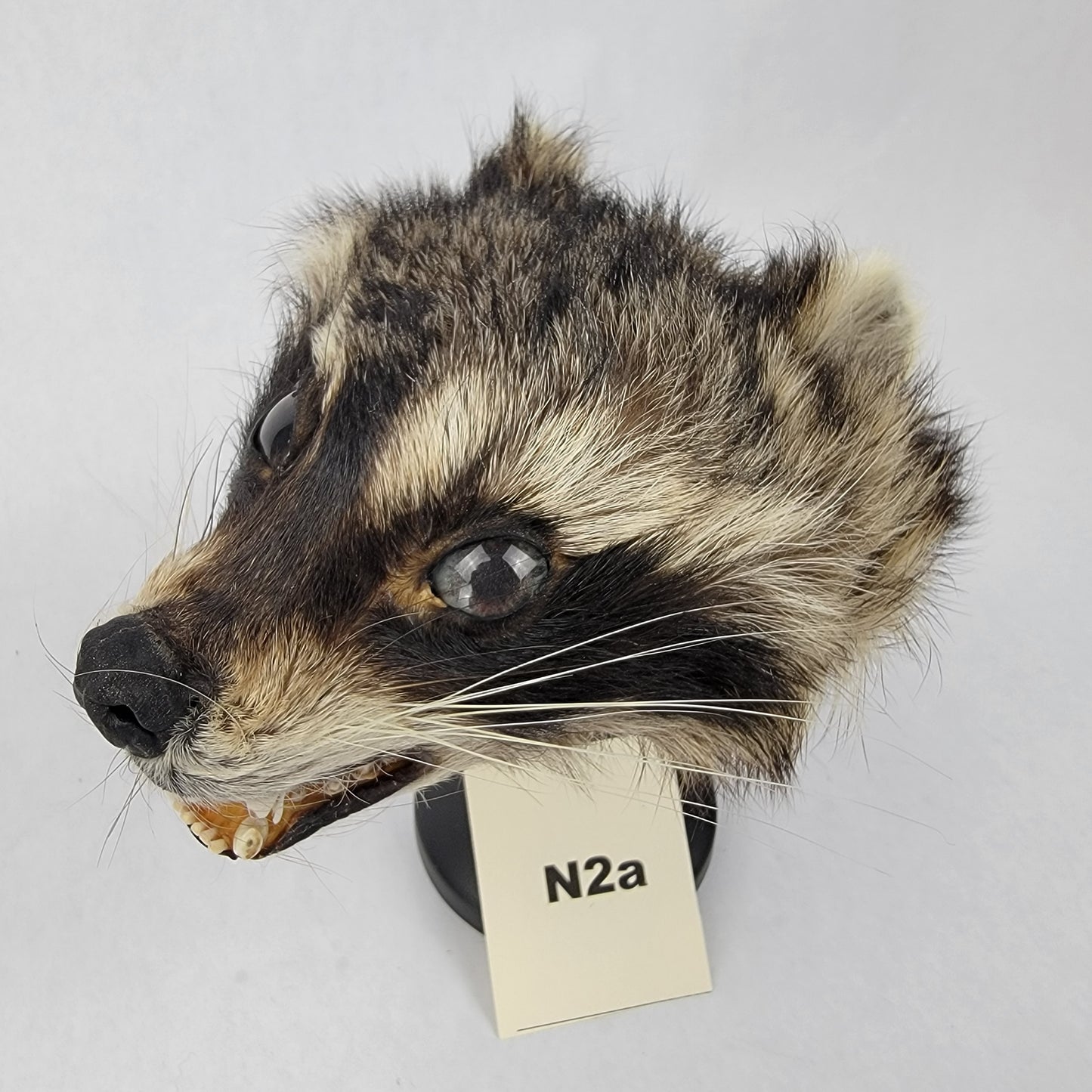 N2a Anthropomorphic Raccoon Doll Deposit