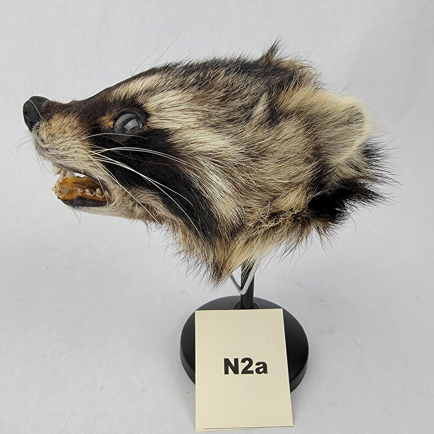 N2a Anthropomorphic Raccoon Doll Deposit