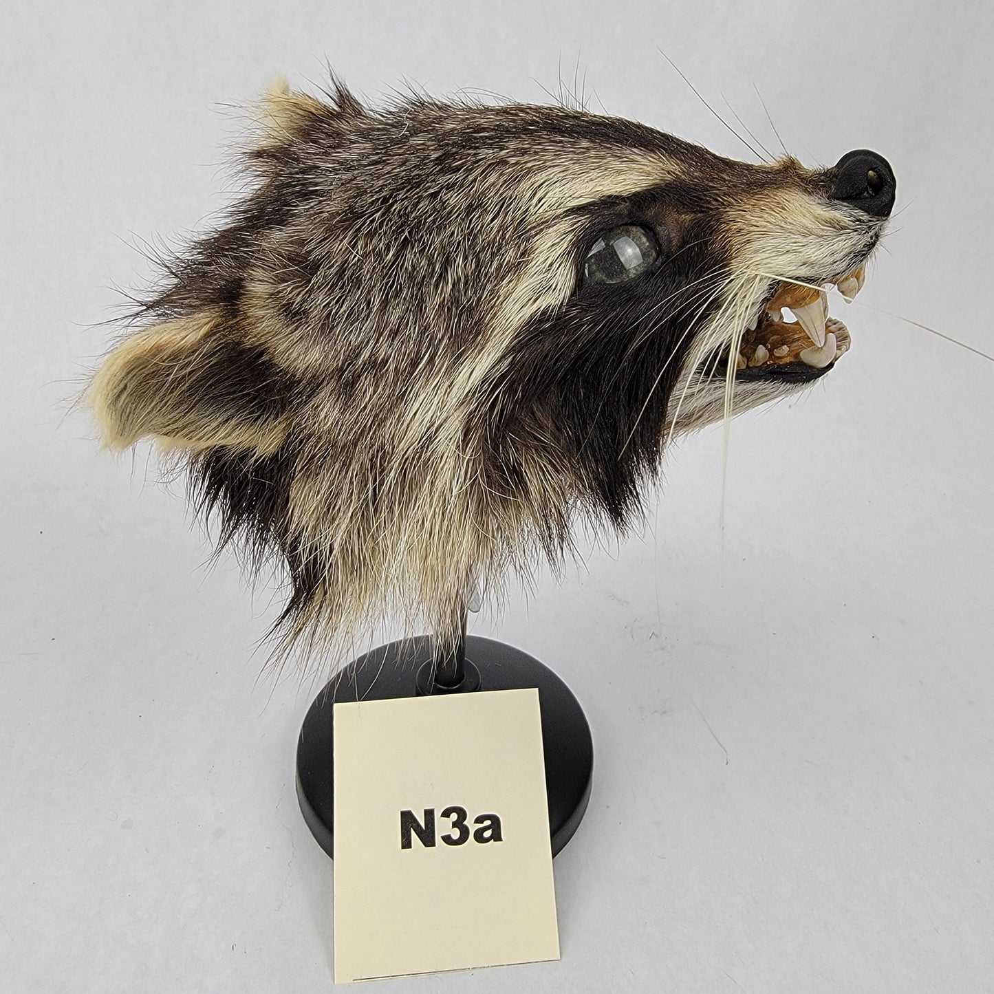 N3a Anthropomorphic Raccoon Doll Deposit