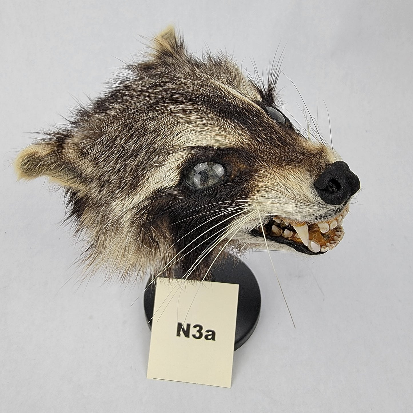 N3a Anthropomorphic Raccoon Doll Deposit