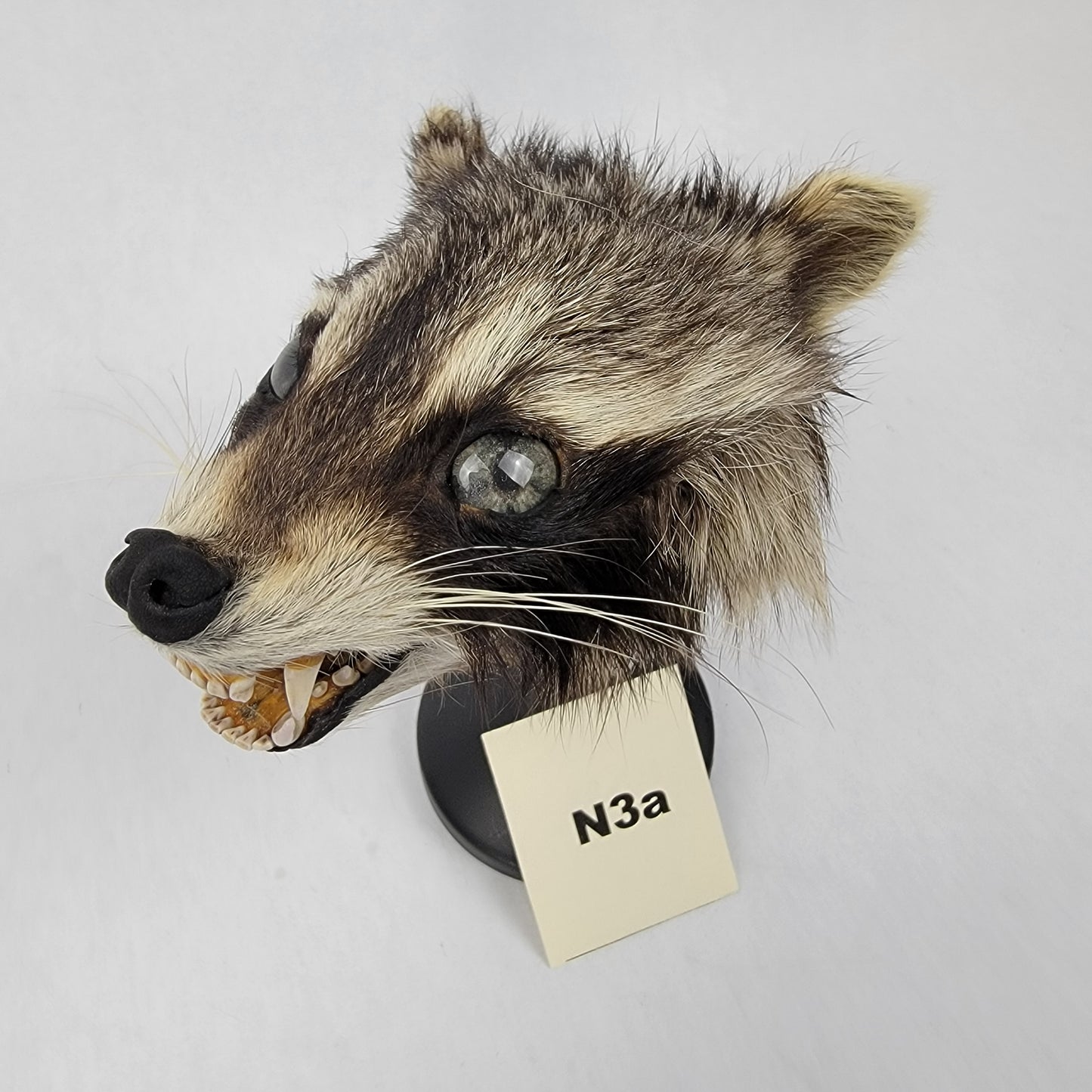 N3a Anthropomorphic Raccoon Doll Deposit