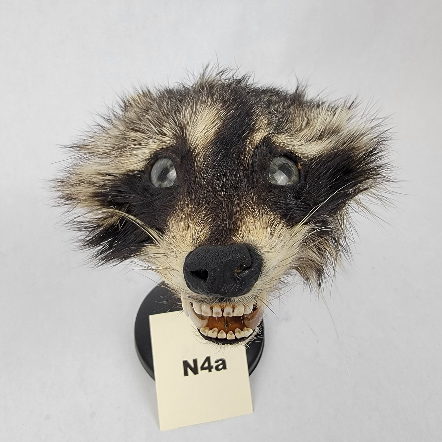 N4a Anthropomorphic Raccoon Doll Deposit