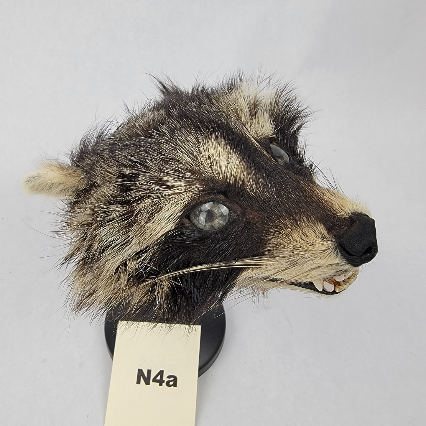 N4a Anthropomorphic Raccoon Doll Deposit