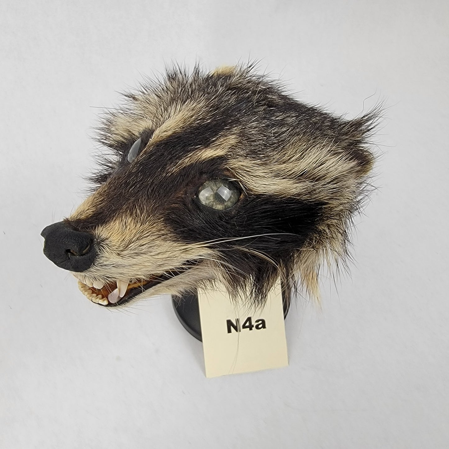 N4a Anthropomorphic Raccoon Doll Deposit