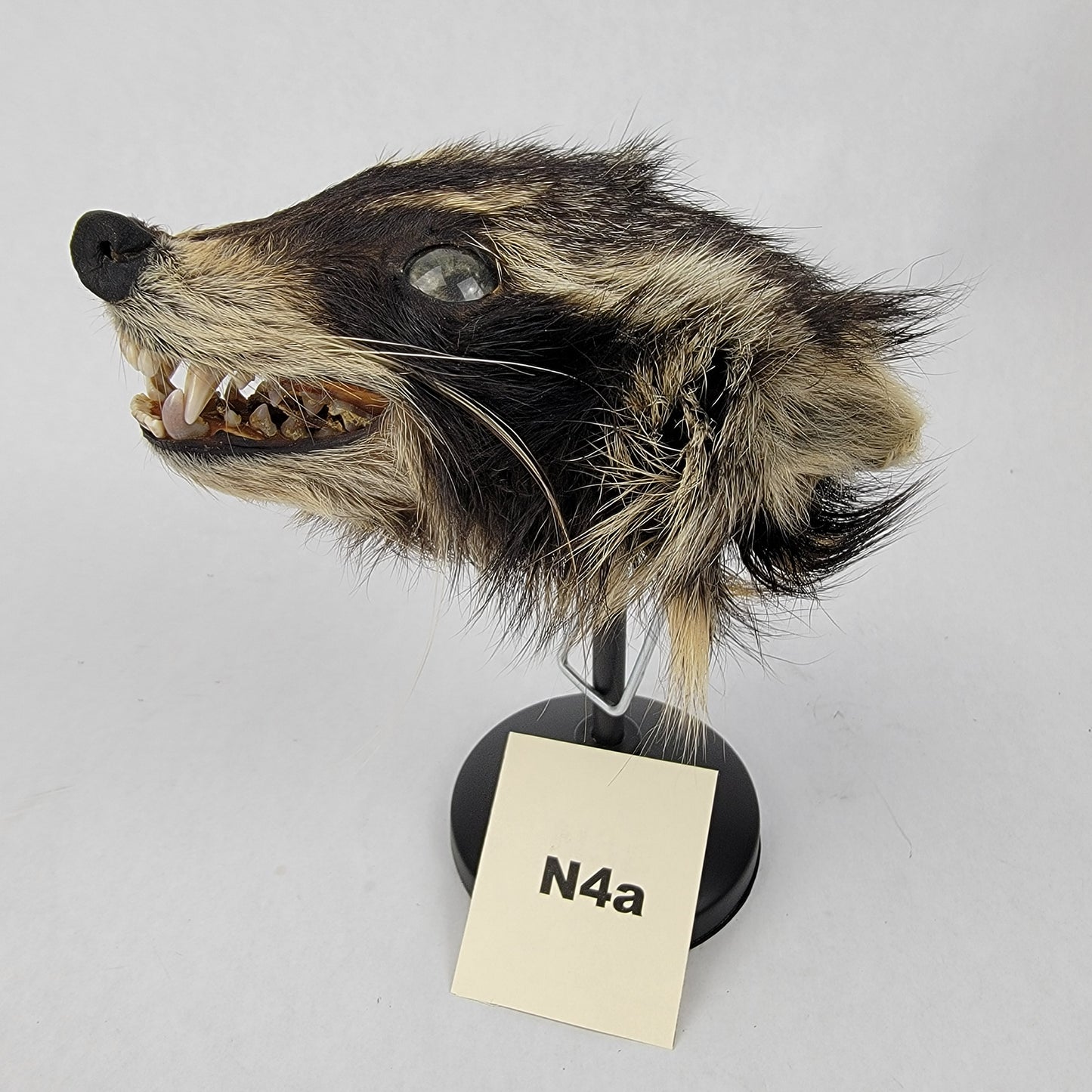 N4a Anthropomorphic Raccoon Doll Deposit