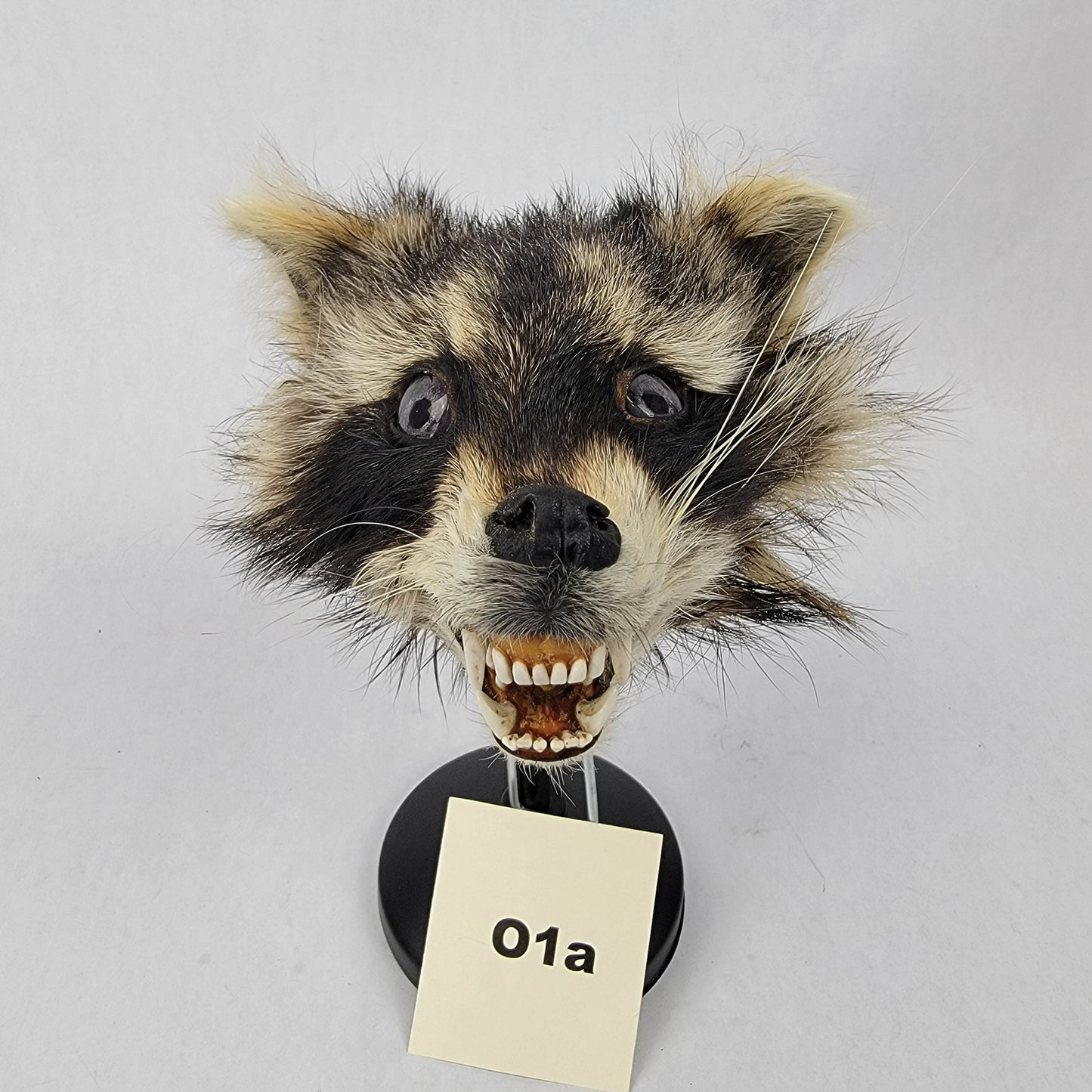 O1a Anthropomorphic Raccoon Doll Deposit