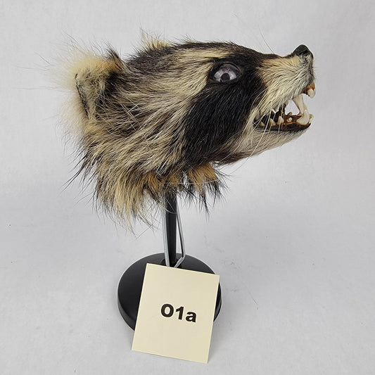 O1a Anthropomorphic Raccoon Doll Deposit