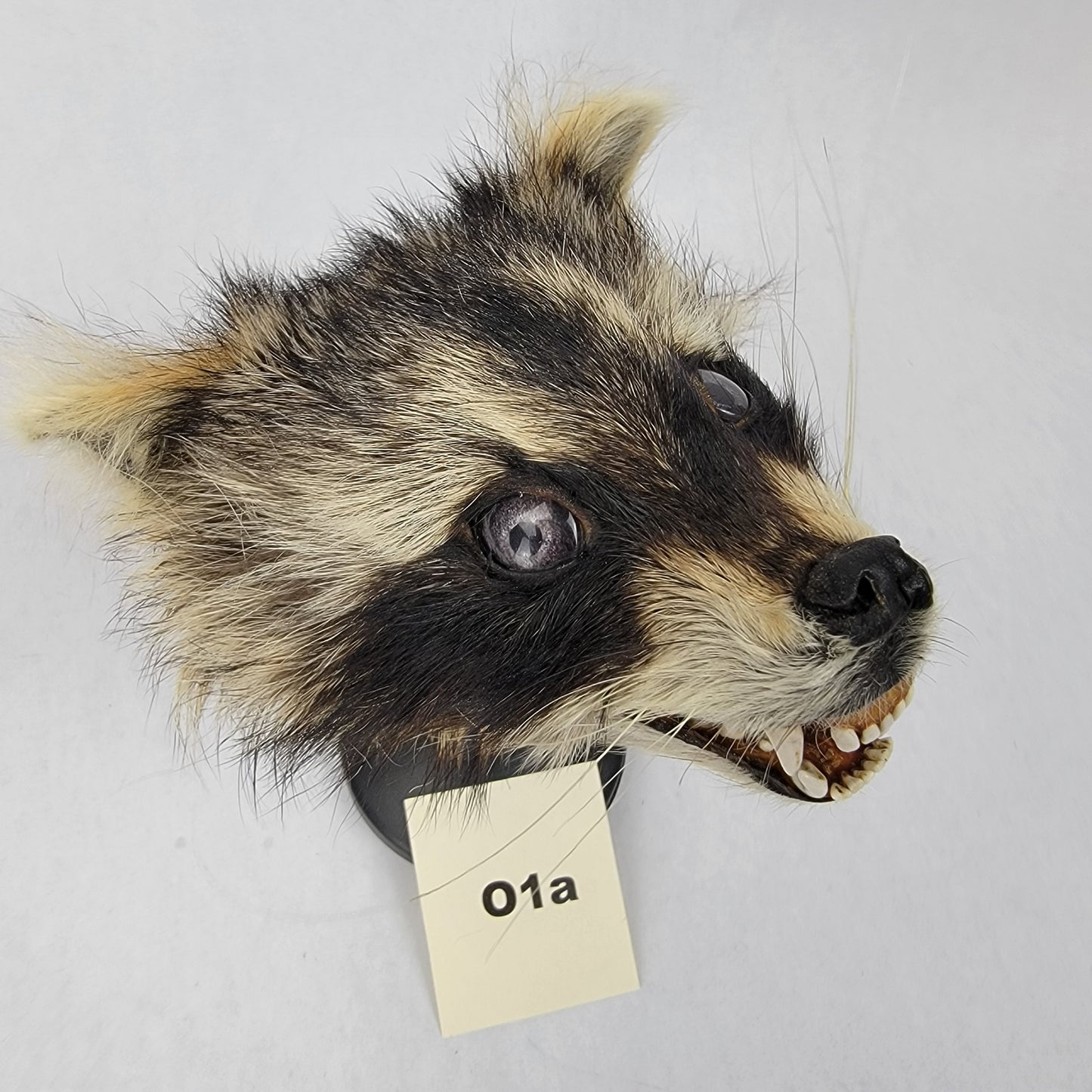 O1a Anthropomorphic Raccoon Doll Deposit