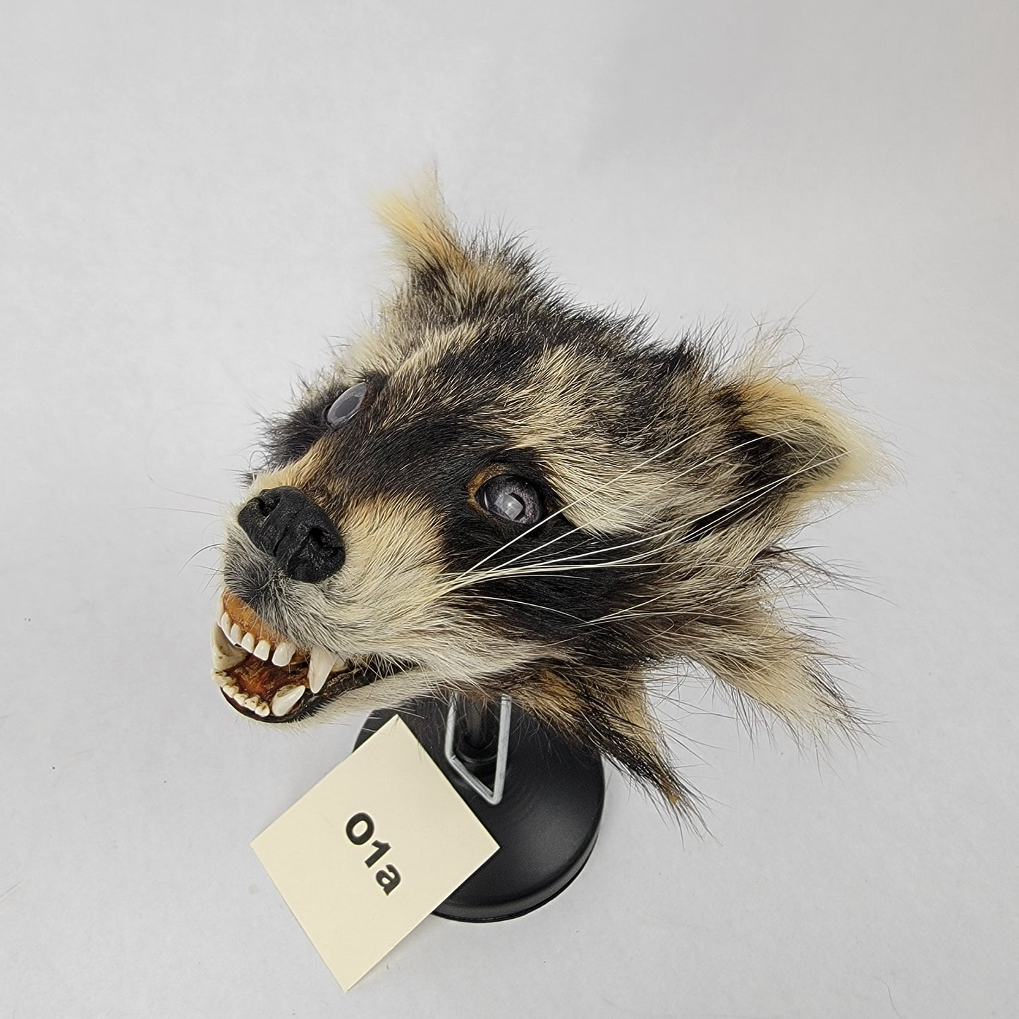 O1a Anthropomorphic Raccoon Doll Deposit