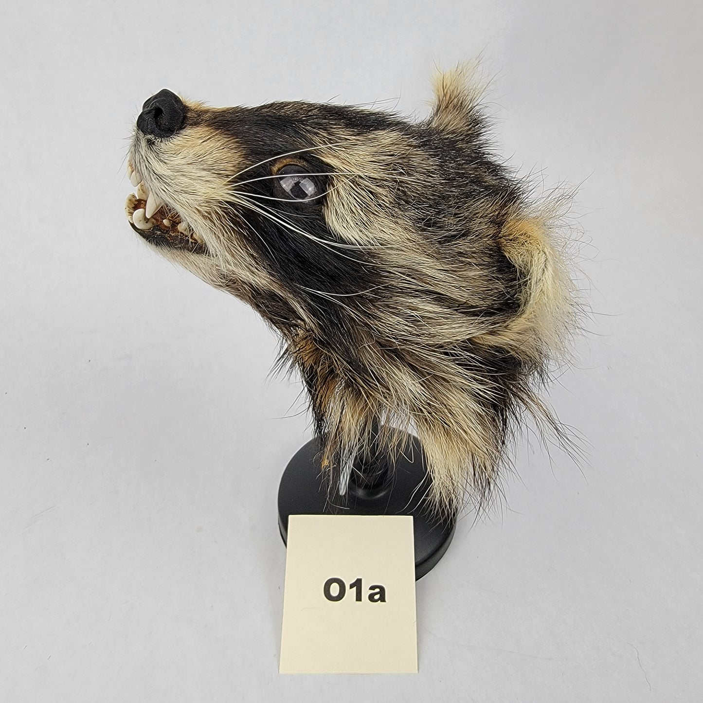 O1a Anthropomorphic Raccoon Doll Deposit