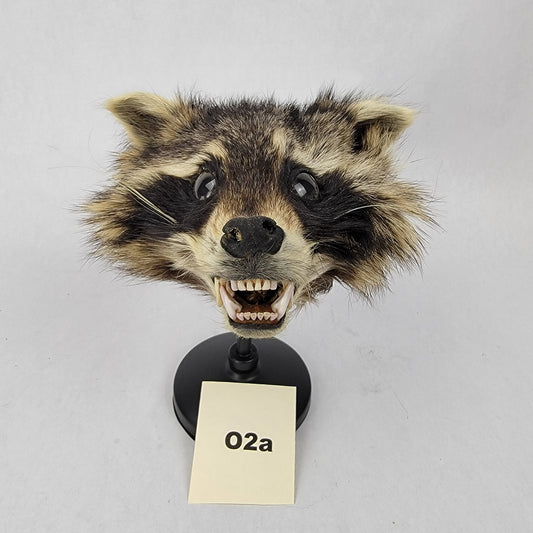 O2a Anthropomorphic Raccoon Doll Deposit