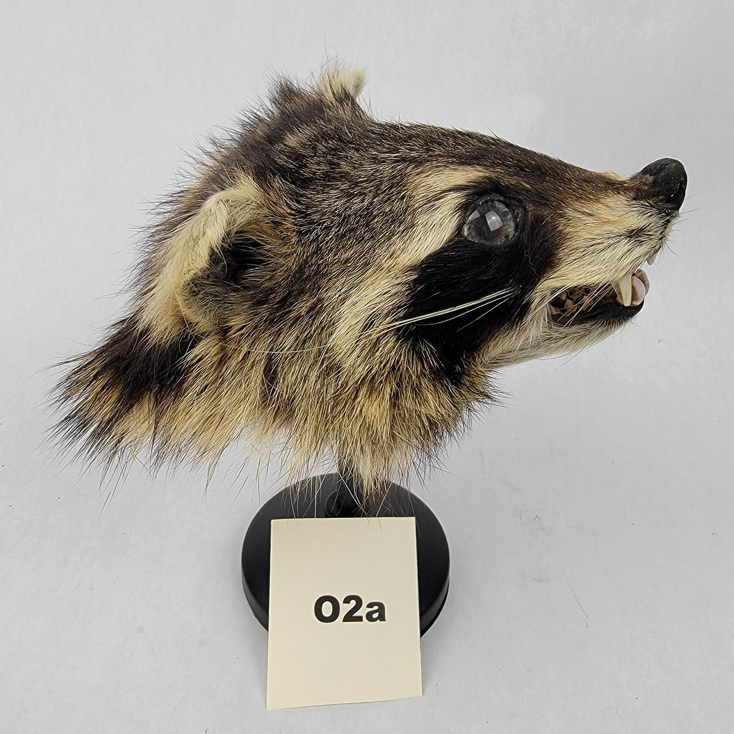 O2a Anthropomorphic Raccoon Doll Deposit