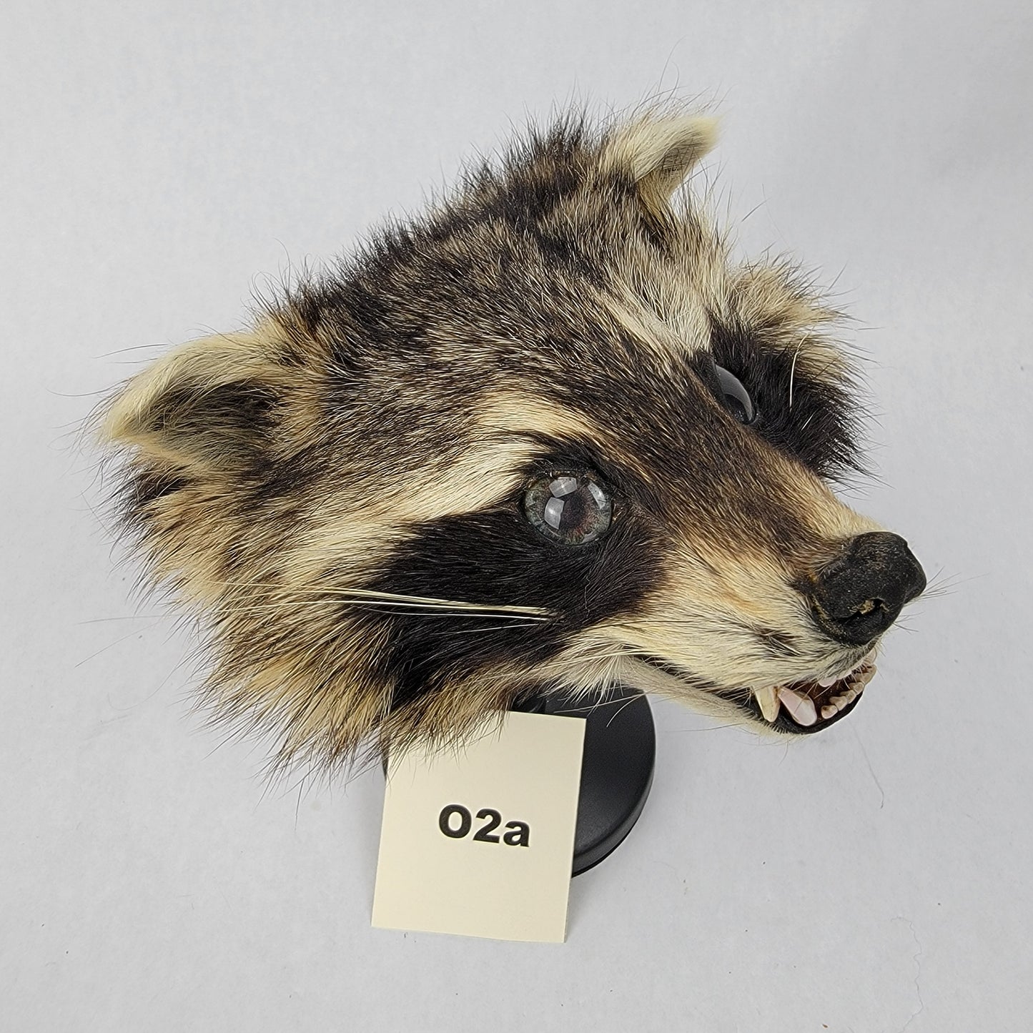 O2a Anthropomorphic Raccoon Doll Deposit