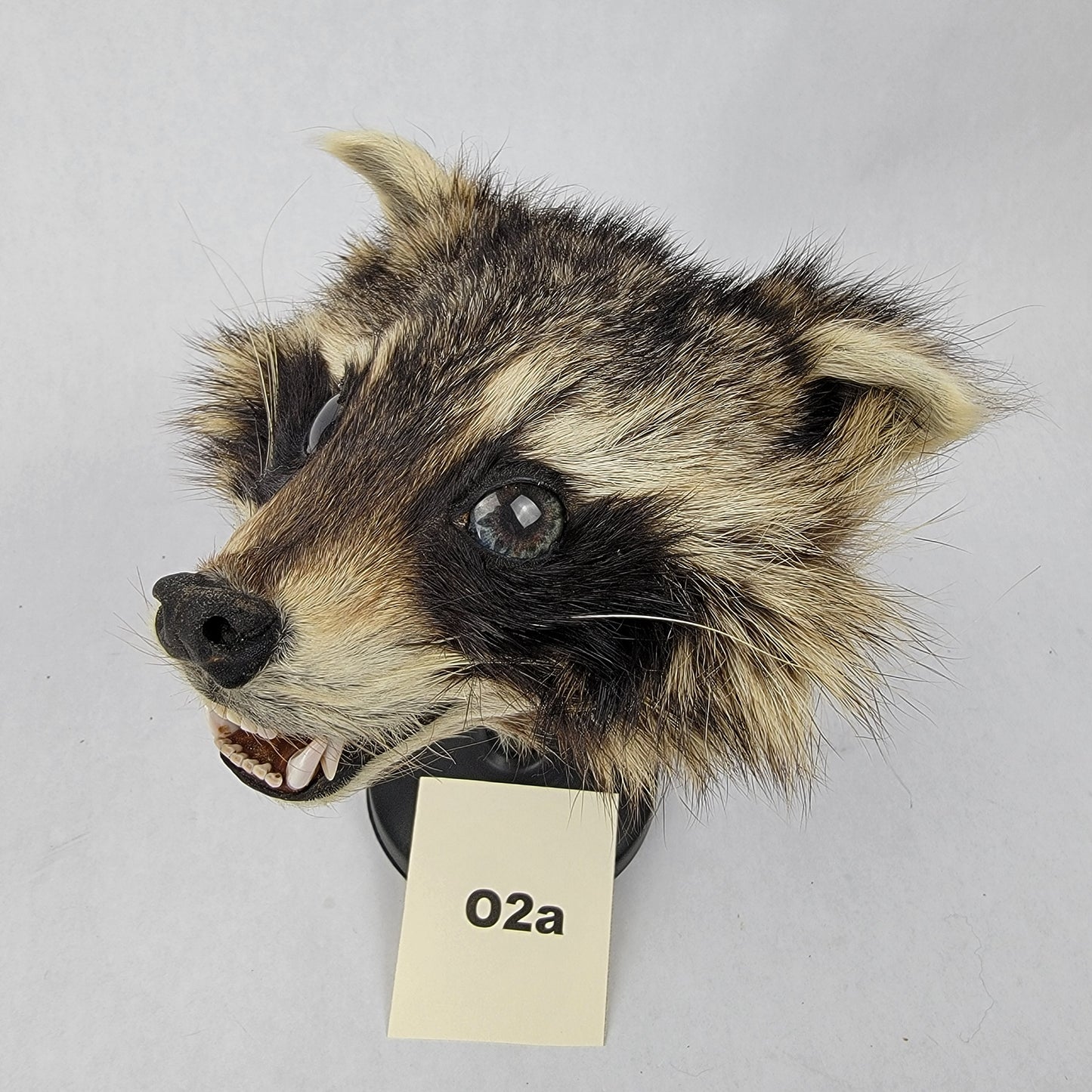 O2a Anthropomorphic Raccoon Doll Deposit