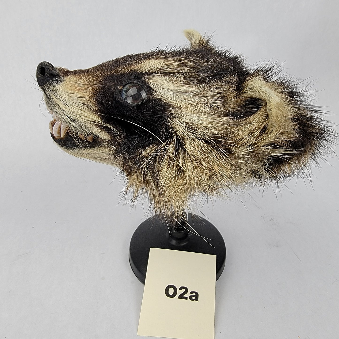 O2a Anthropomorphic Raccoon Doll Deposit