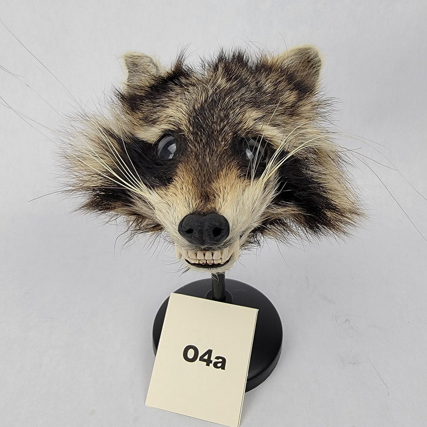 O4a Anthropomorphic Raccoon Doll Deposit