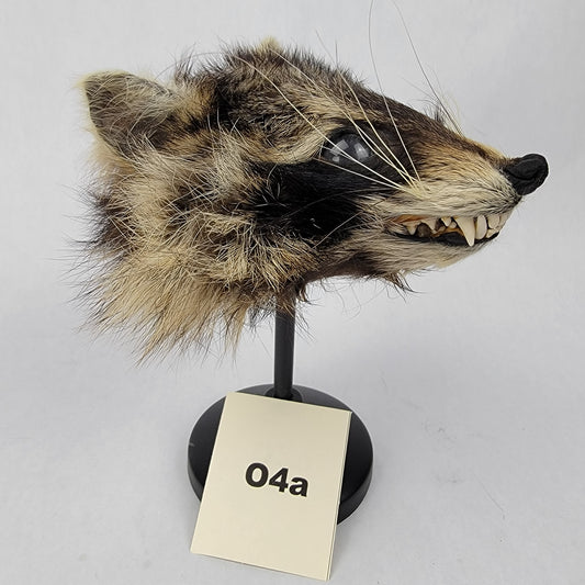 O4a Anthropomorphic Raccoon Doll Deposit