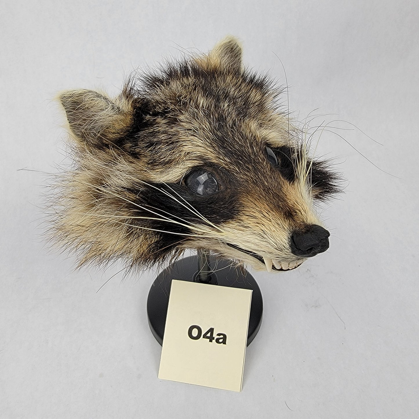 O4a Anthropomorphic Raccoon Doll Deposit