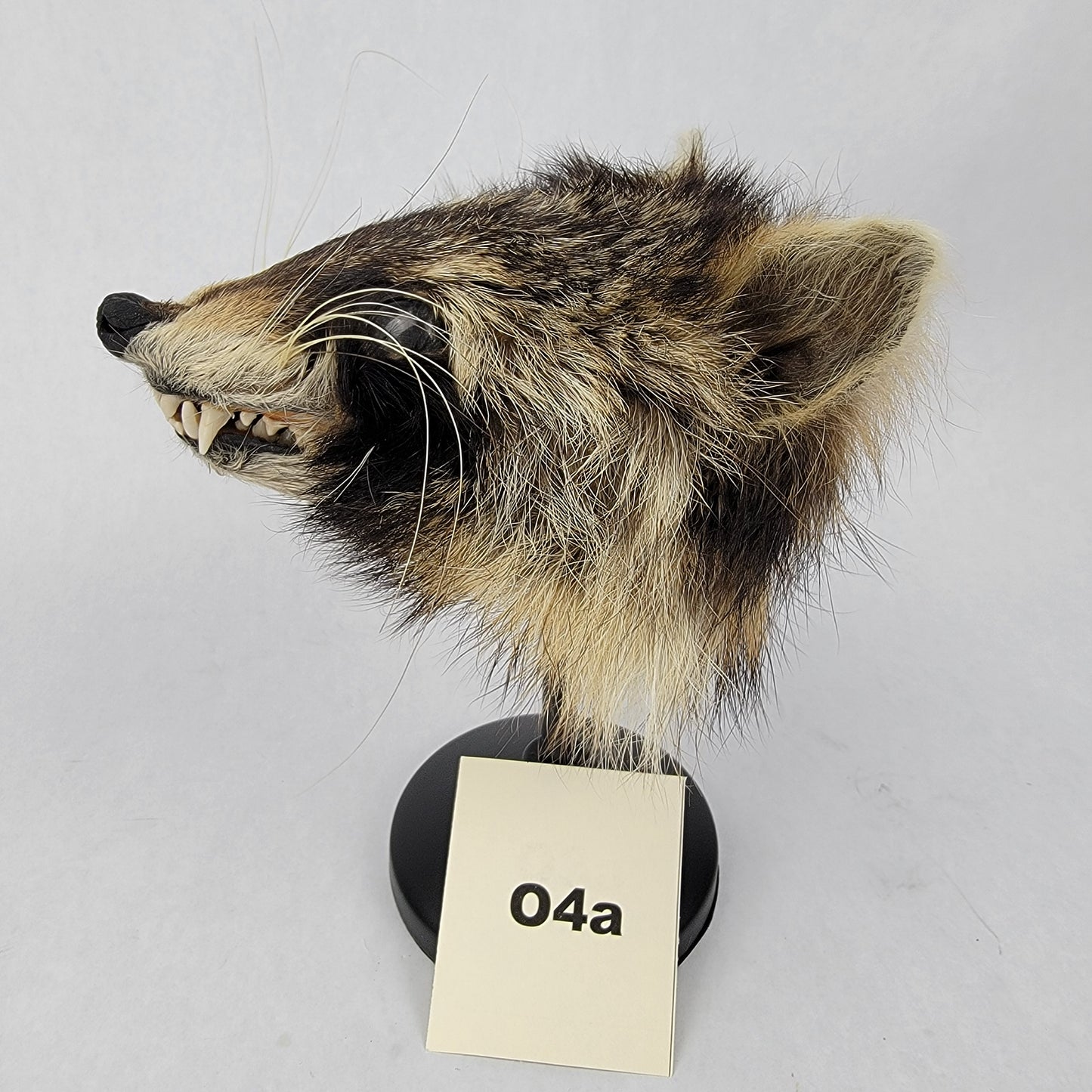 O4a Anthropomorphic Raccoon Doll Deposit