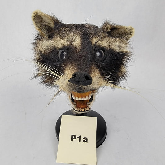 P1a Anthropomorphic Raccoon Doll Deposit