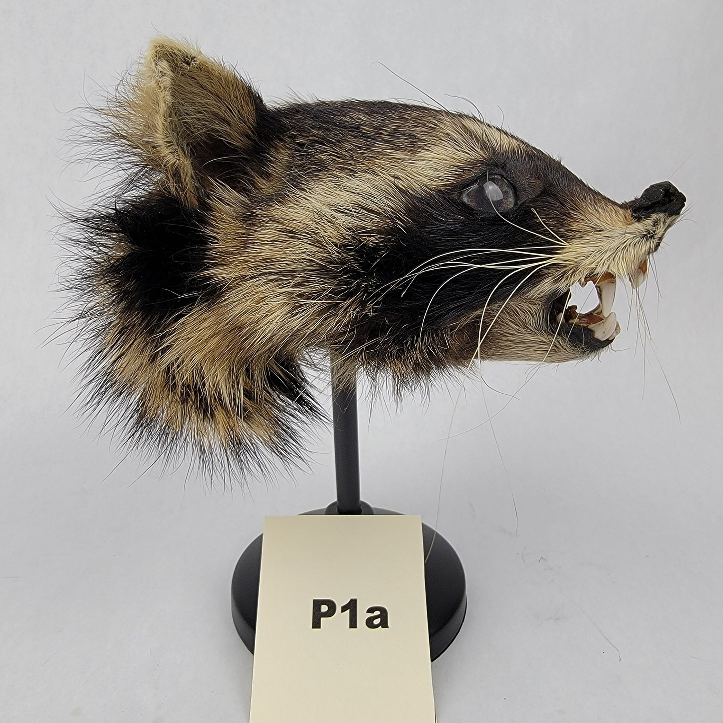 P1a Anthropomorphic Raccoon Doll Deposit