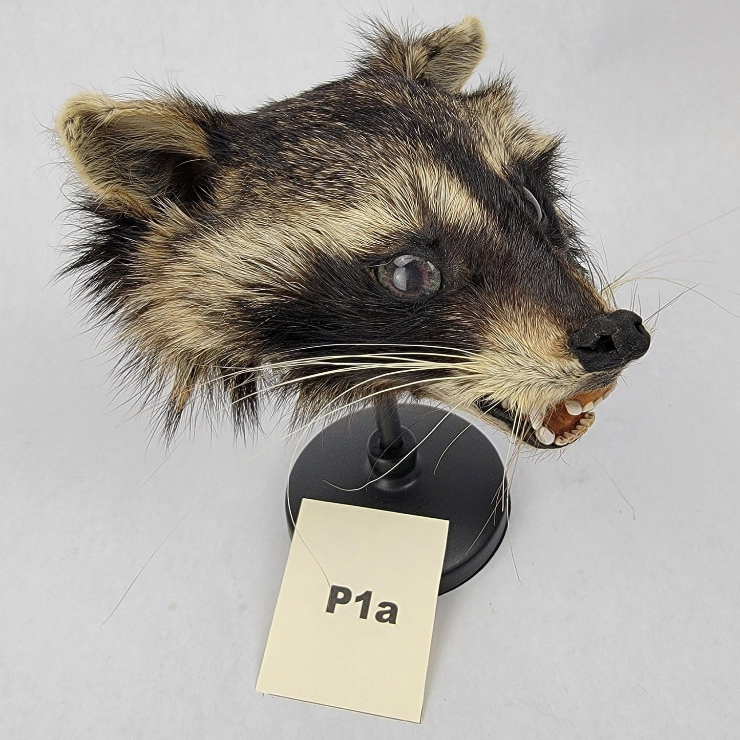 P1a Anthropomorphic Raccoon Doll Deposit