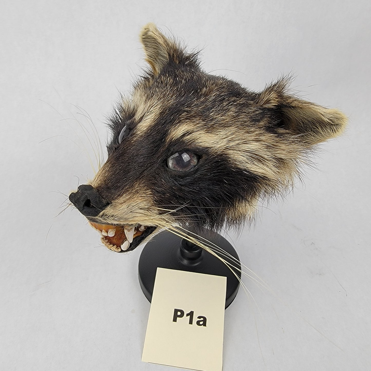 P1a Anthropomorphic Raccoon Doll Deposit