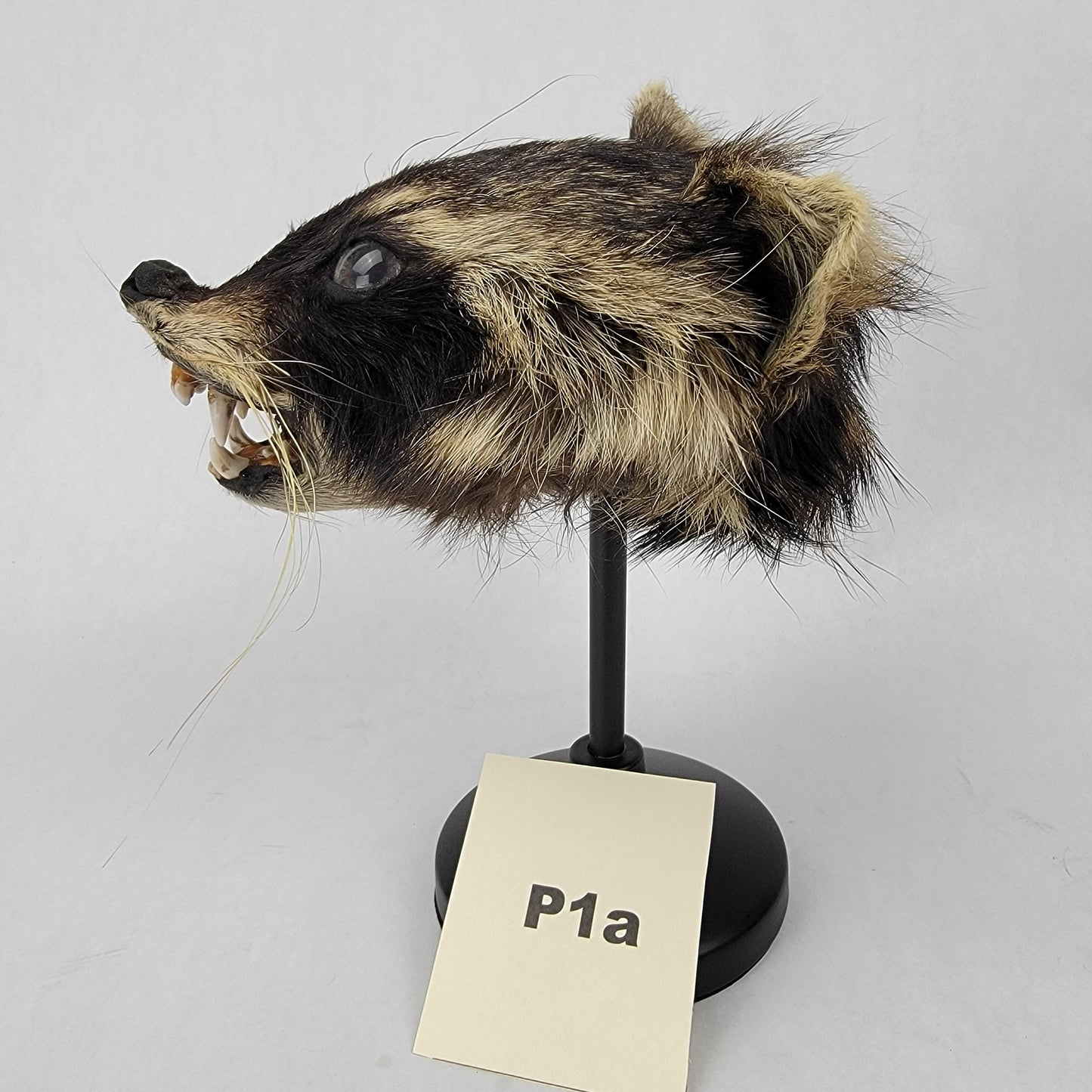 P1a Anthropomorphic Raccoon Doll Deposit