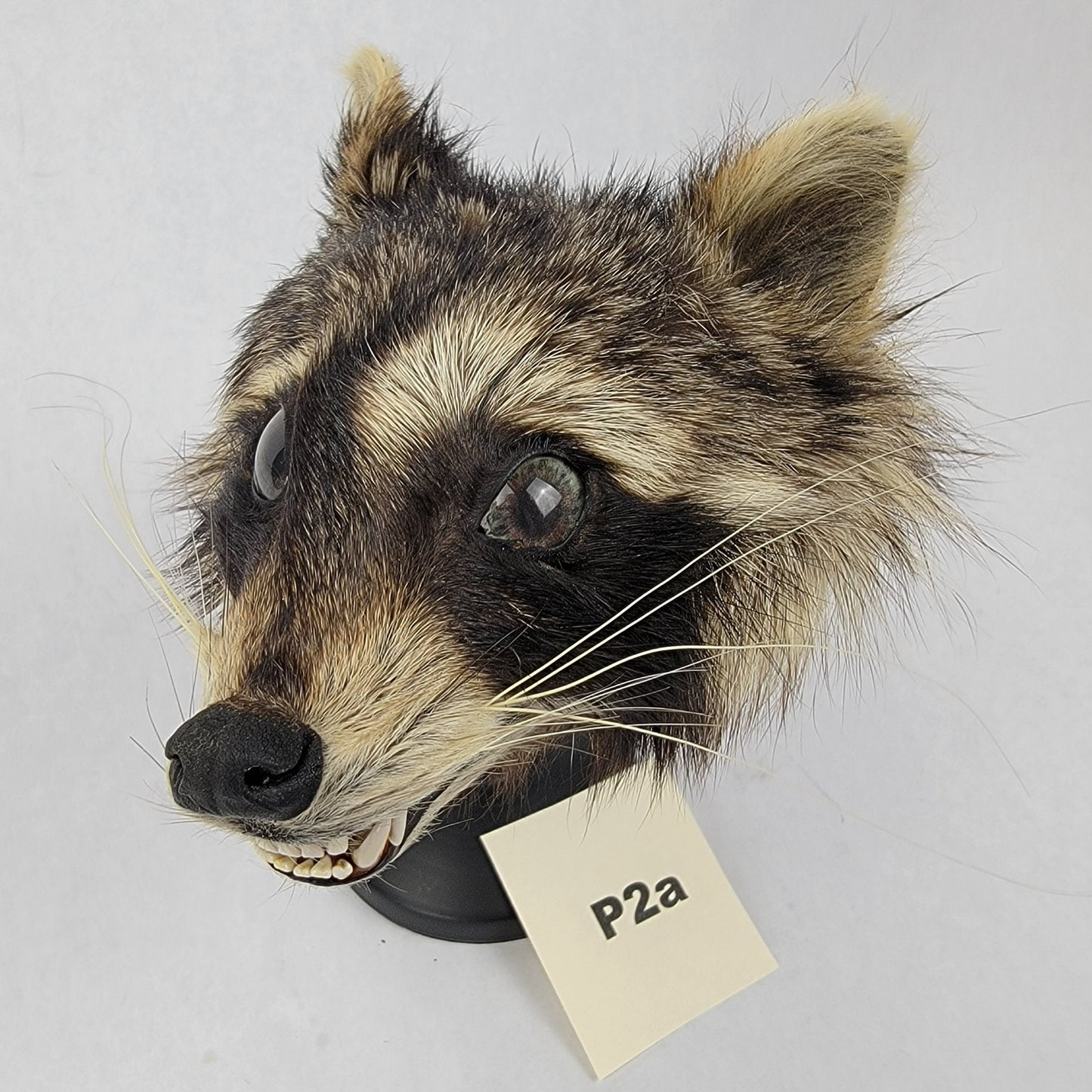 P2a Anthropomorphic Raccoon Doll Deposit