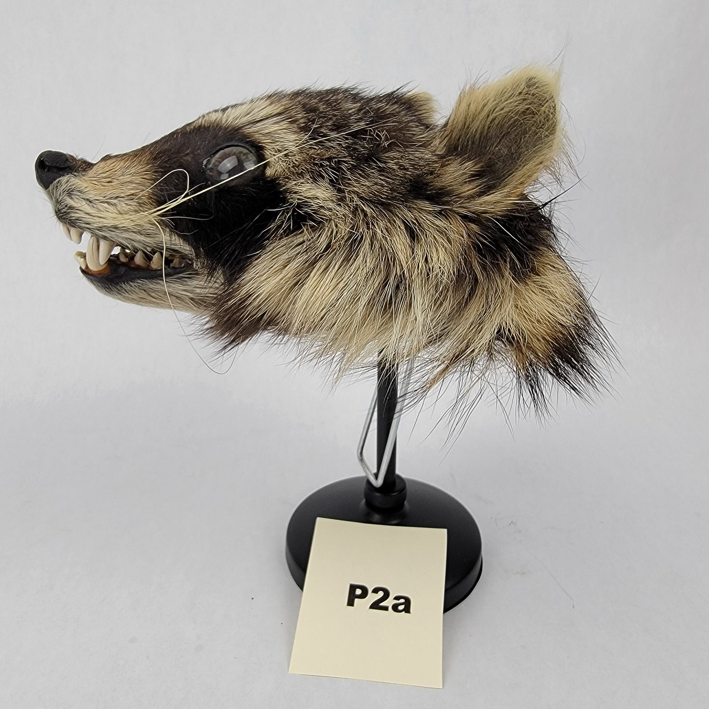 P2a Anthropomorphic Raccoon Doll Deposit