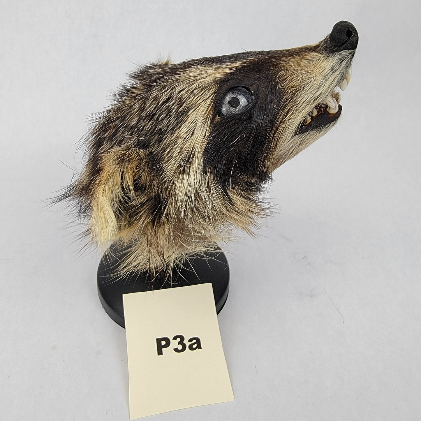 P3a Anthropomorphic Raccoon Doll Deposit