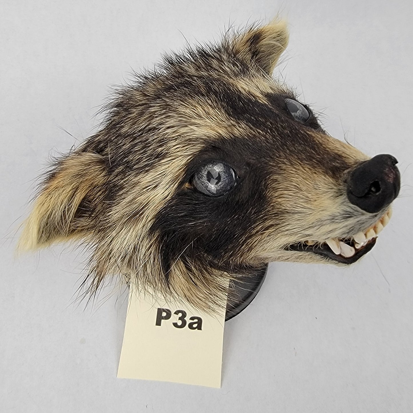 P3a Anthropomorphic Raccoon Doll Deposit