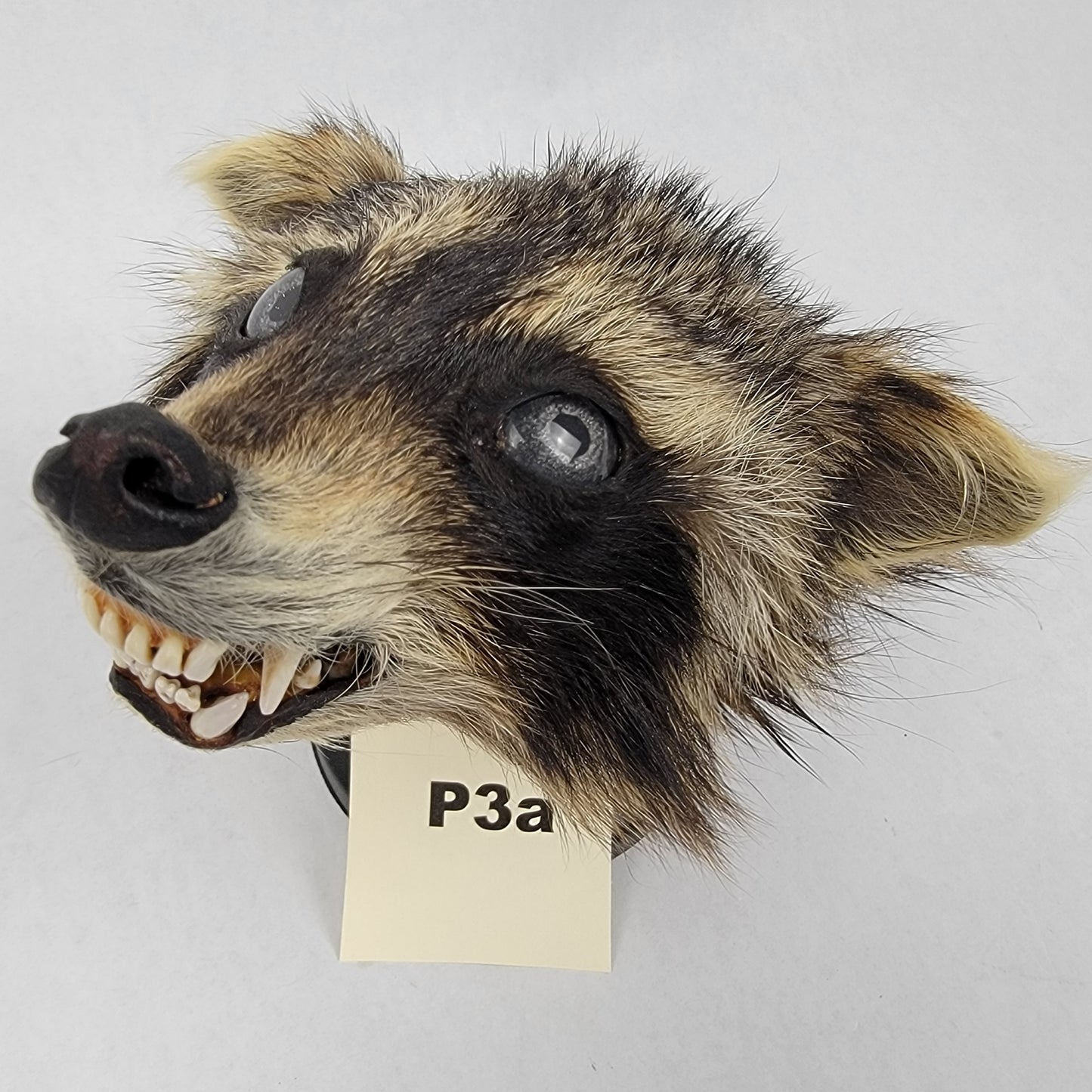 P3a Anthropomorphic Raccoon Doll Deposit