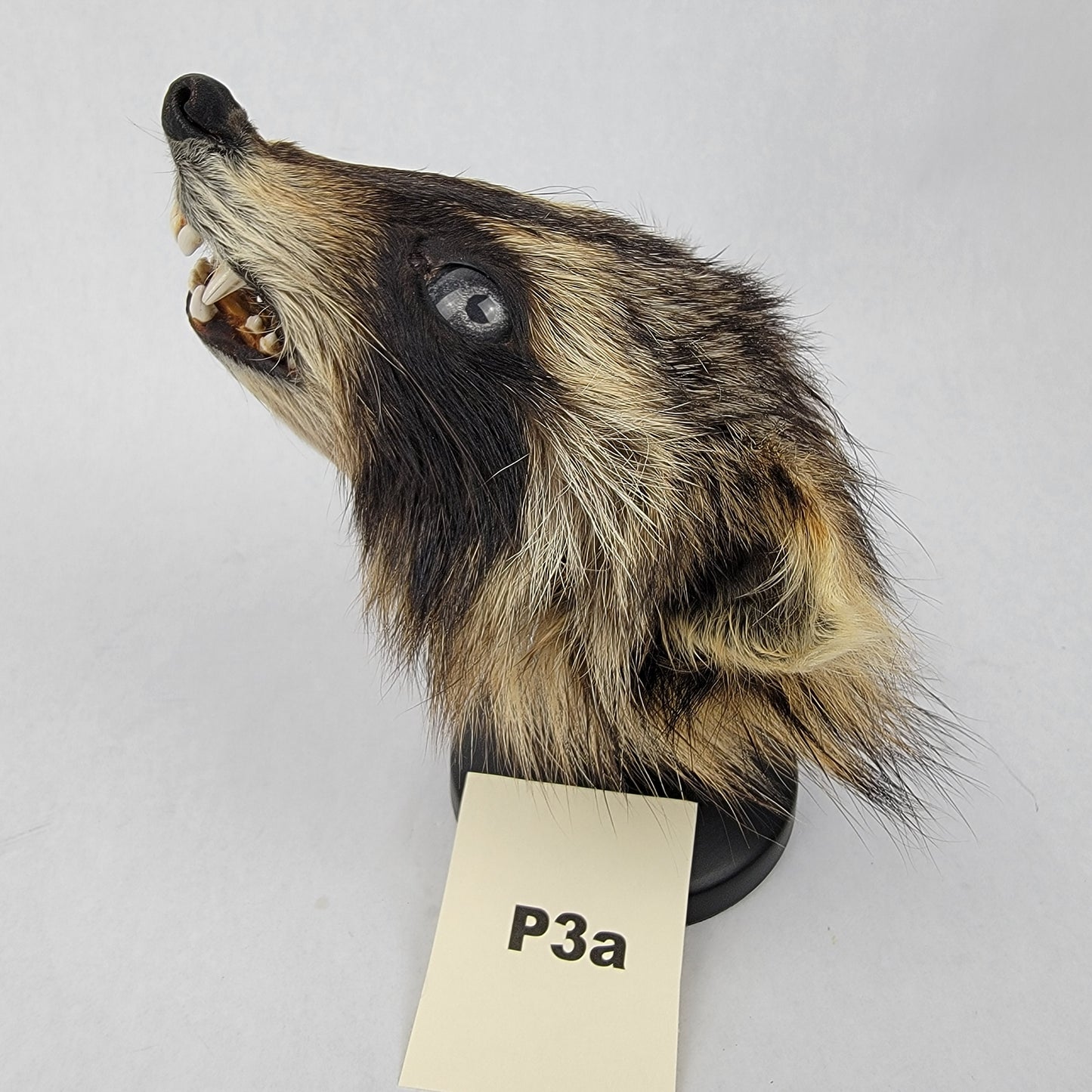 P3a Anthropomorphic Raccoon Doll Deposit
