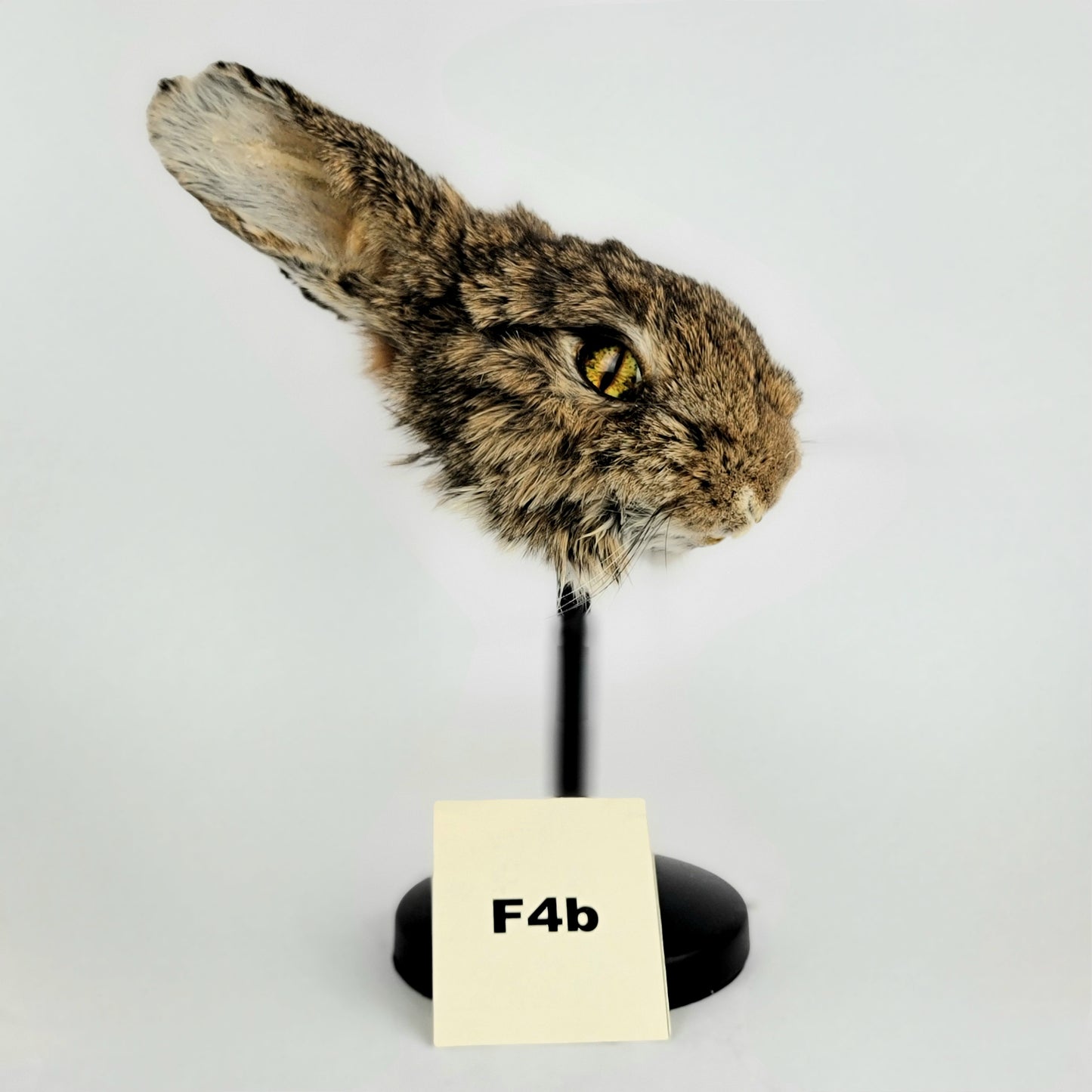 F4b Custom Anthropomorphic Rabbit Doll Deposit