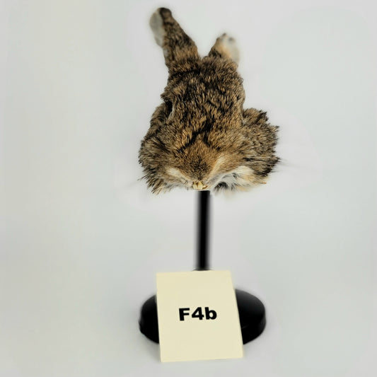 F4b Custom Anthropomorphic Rabbit Doll Deposit