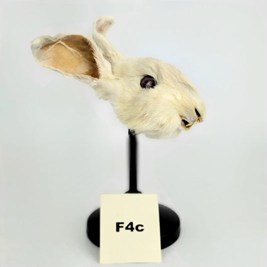 F4c Custom Anthropomorphic Rabbit Doll Deposit