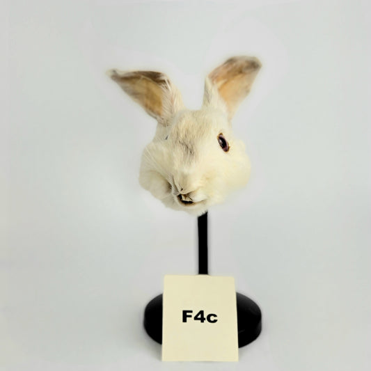 F4c Custom Anthropomorphic Rabbit Doll Deposit